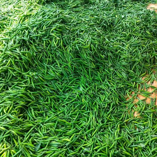 Chilli Crop