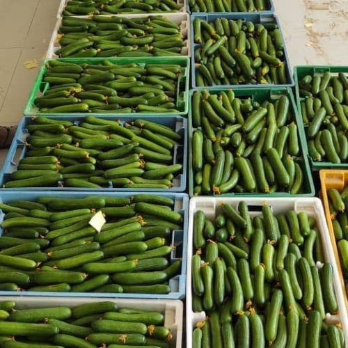Cucumber Production 2