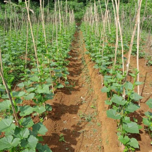 Cucumber plants 1