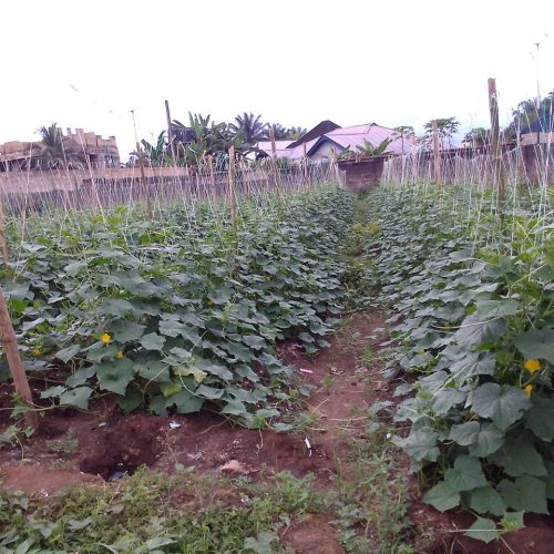 Cucumber plants 2