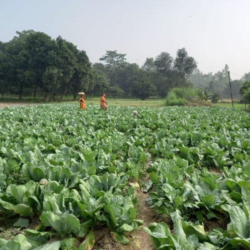 Culiflower farm