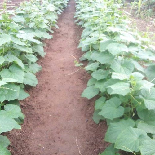 Cucumber Field