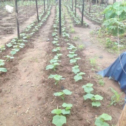 Cucumber Sowing