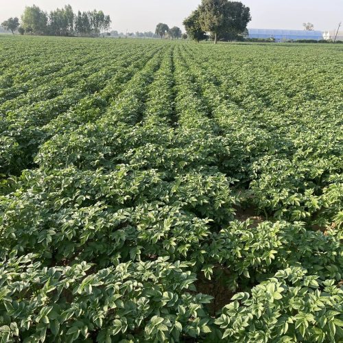 Potato Farm