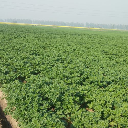 Potato farm field