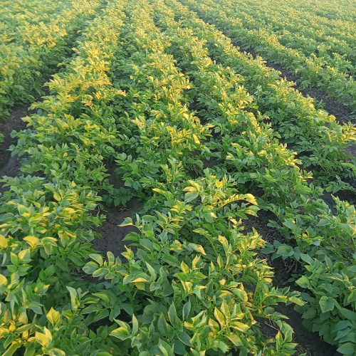 Potato Farm