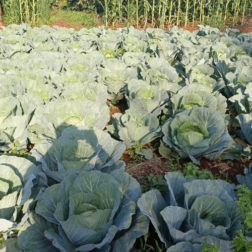 Cabbages
