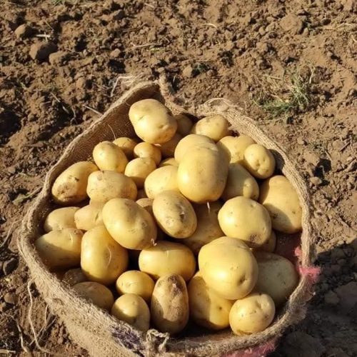 Potato carop