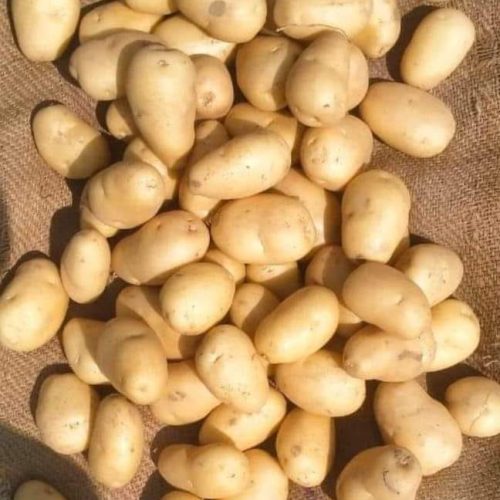 Potato crop