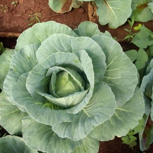 Cabbages Plant