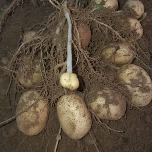 Potato Seed
