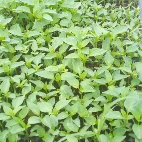 Chili Plant