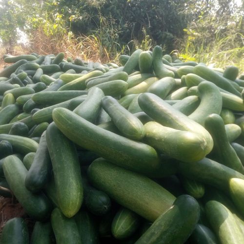 Cucumber Production