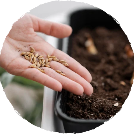 Seed Image Seed Image
